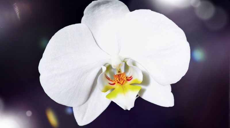 pokojové orchideje
