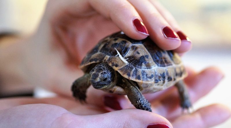 Suchozemská želva - na co si dát při výběru pozor a jak se o ni starat?