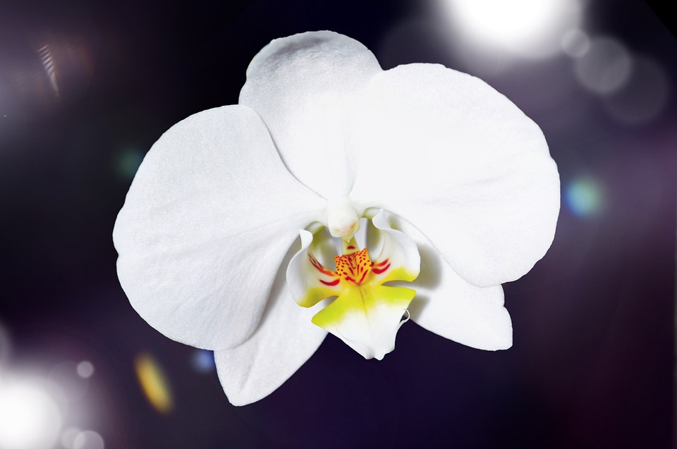 pokojové orchideje