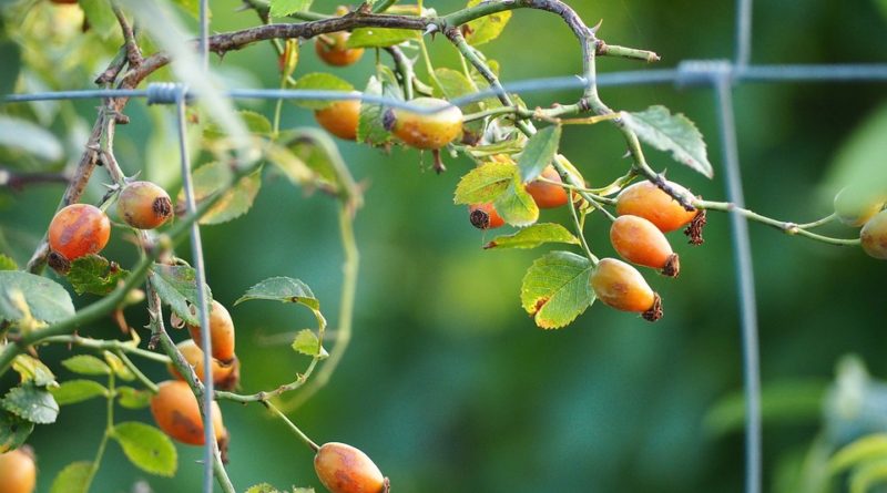 V jakých přírodních zdrojích najdeme vitamin C?