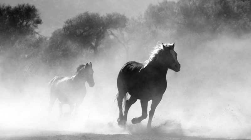 5 nejhezčích filmů o koních